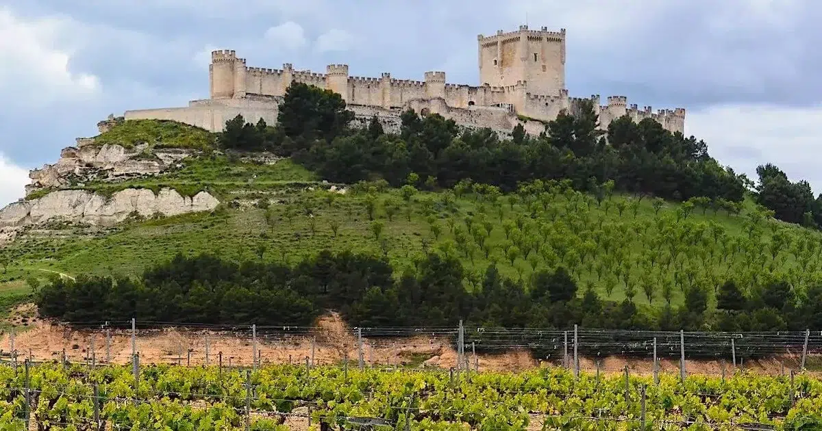 Tour Bodegas Ribera del Duero desde Madrid